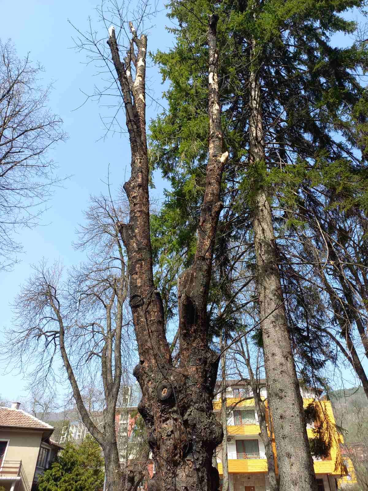 Община Велинград започна планирано подновяване на дървесните видове в парк 
